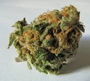 Macro_cannabis_bud